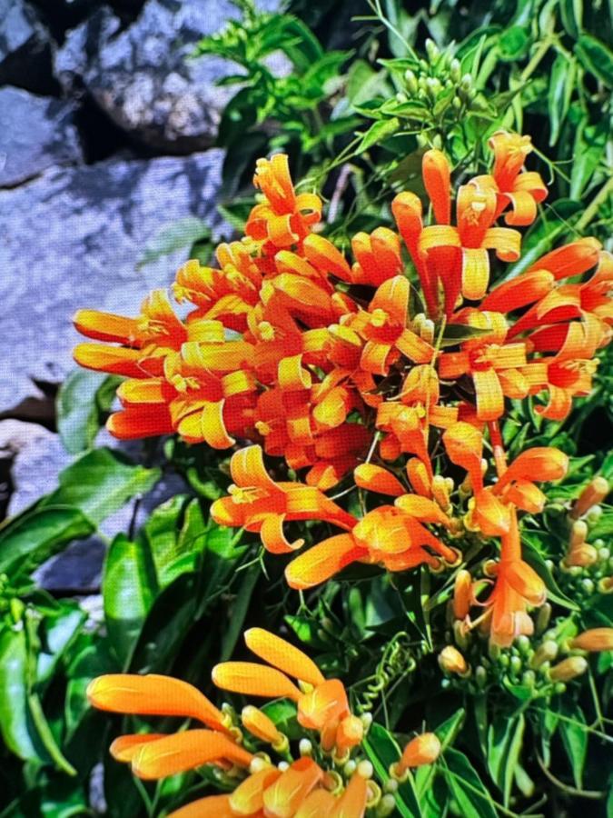 Splendid Star Tenerife San Miguel de Abona Dış mekan fotoğraf