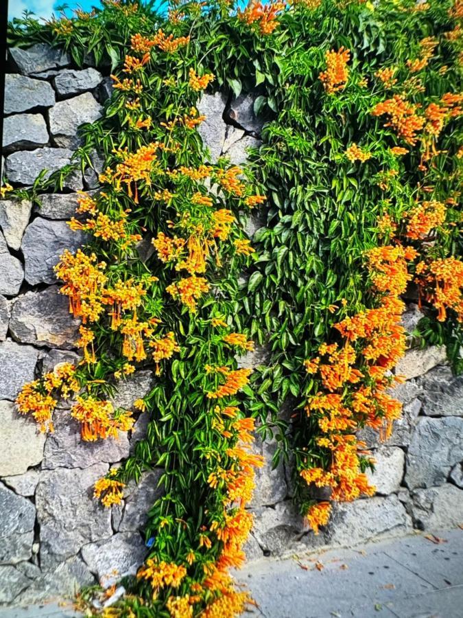 Splendid Star Tenerife San Miguel de Abona Dış mekan fotoğraf